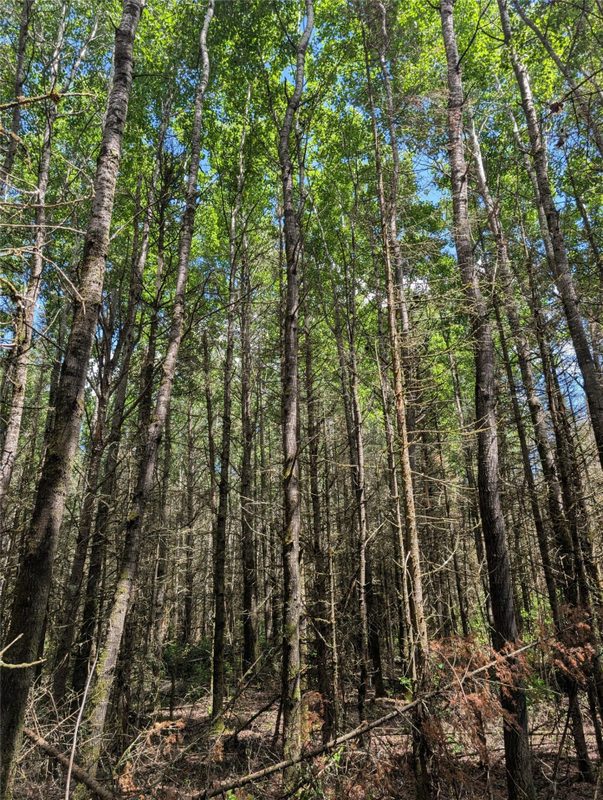 Lot 4 Main Road, Springbrook WI 54875 - Land house for sale - MLS #1602445 - image14