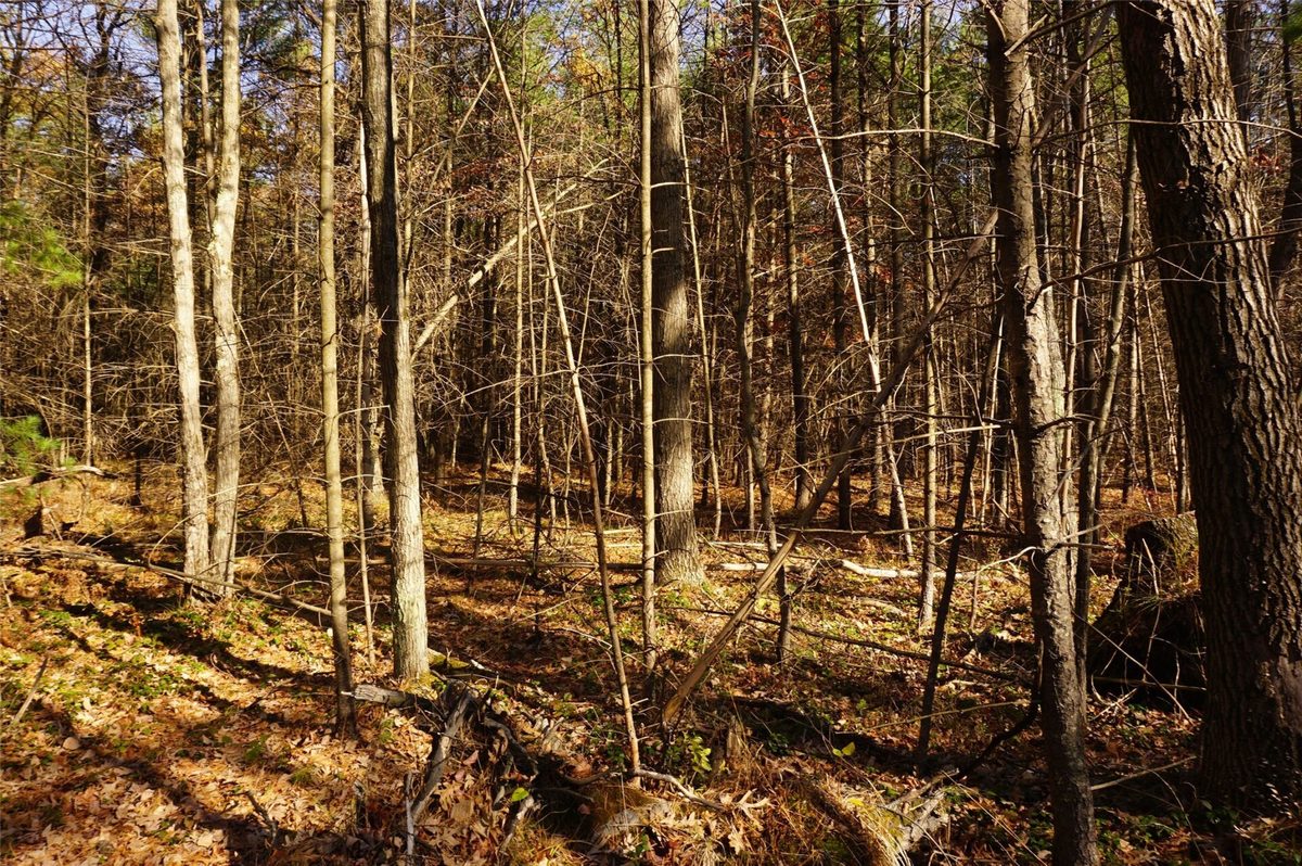 Lot 6 County Rd J, Neillsville WI 54456 - Land house for sale - MLS #1606165 - image4
