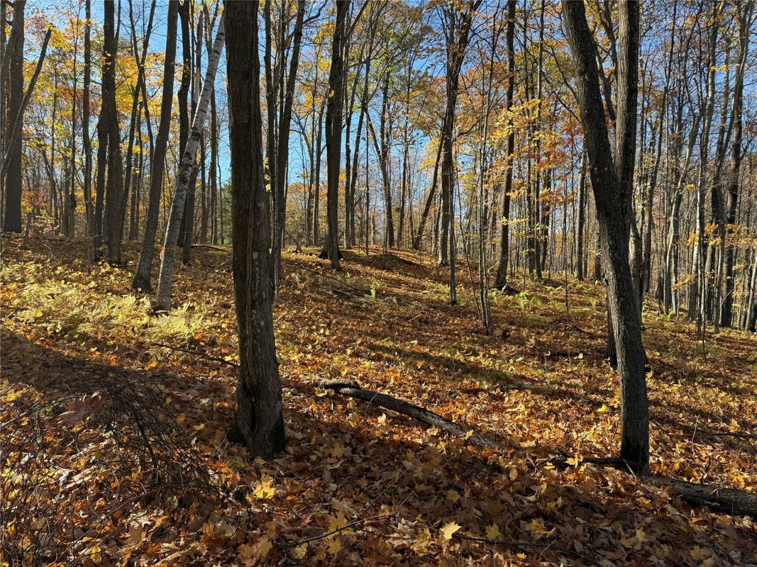 XXX County Hwy MD, Sarona WI 54870 - Land house for sale - MLS #1605948 - image2