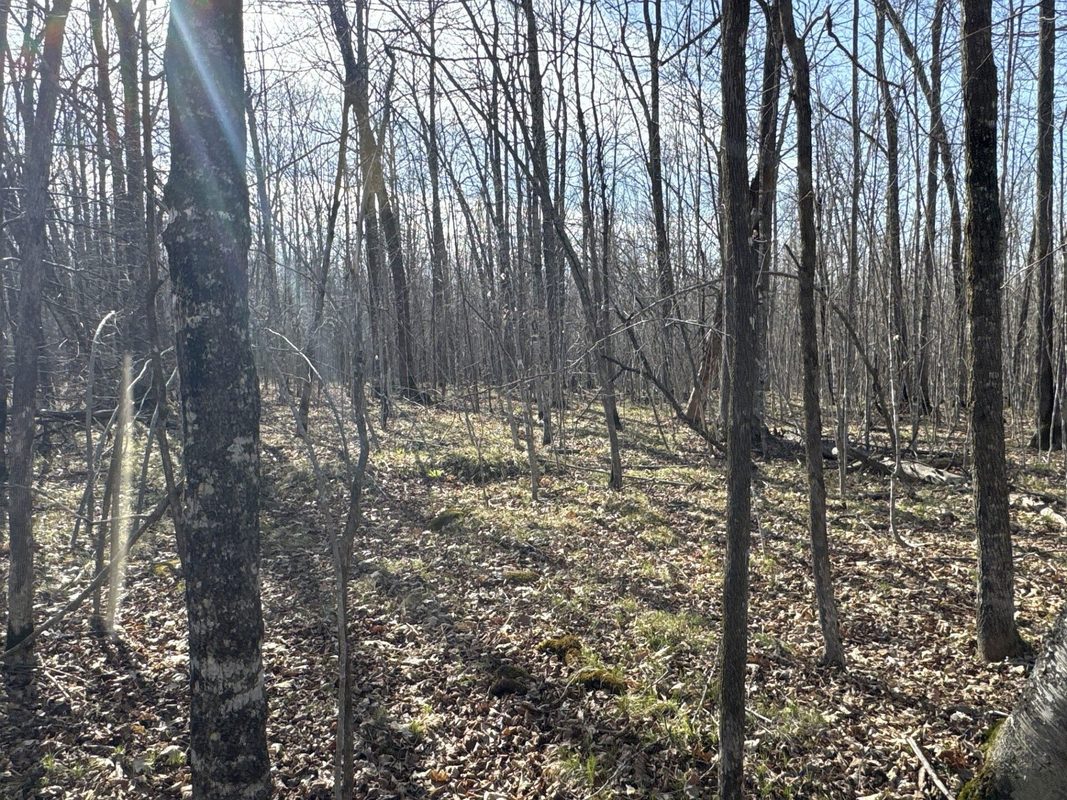 9618 W Mile Road Ladysmith WI 54848 — photo 24