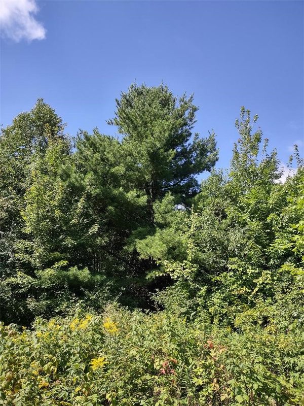 TBD Lot 7 10 1/4 Avenue, Chetek WI 54728 - Land house for sale - MLS #1595118 - image7