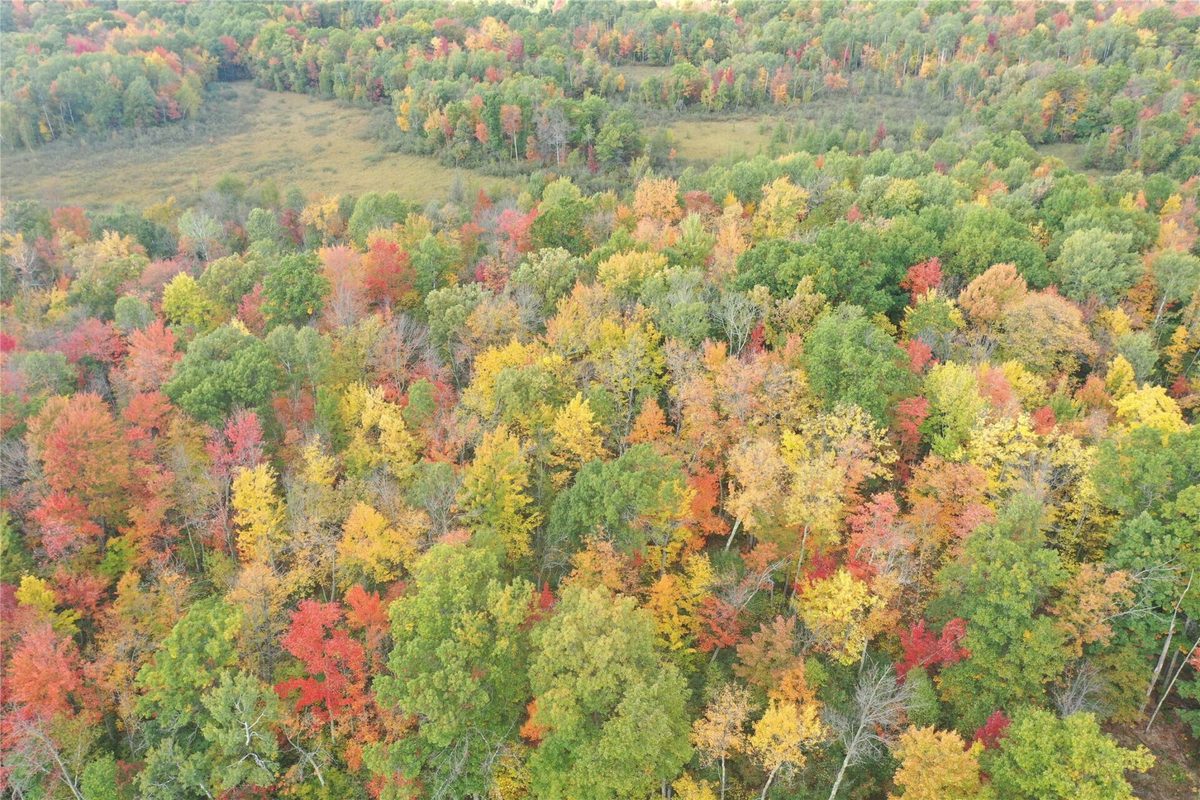 0 Klarquist Road, Webster WI 54840 - Land house for sale - MLS #1605651 - image4
