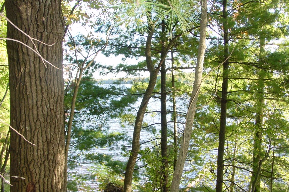 Lot 6 Mae West Road, Ladysmith WI 54848 - Land house for sale - MLS #1605333 - image6