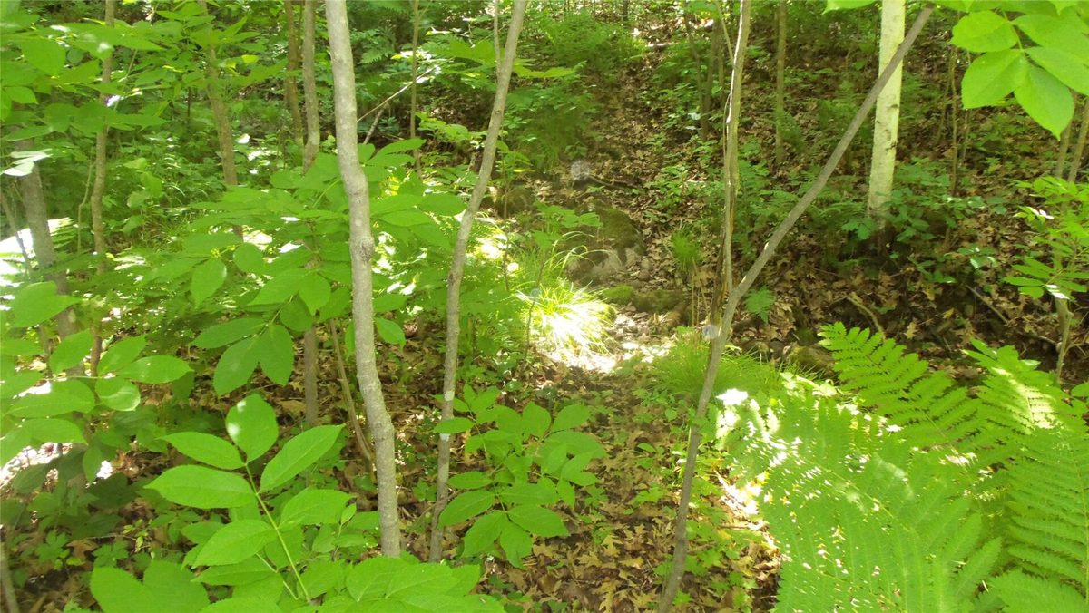 XXX Bashaw Store Road, Shell Lake WI 54871 - Land house for sale - MLS #1603494 - image24