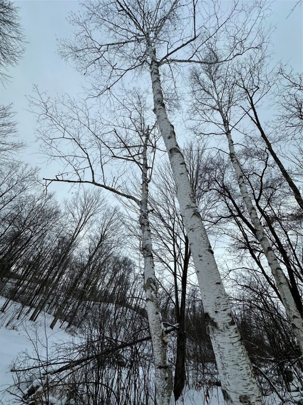 TBD 10 Acres Antler Lake Drive Milltown WI 54858 — photo 30