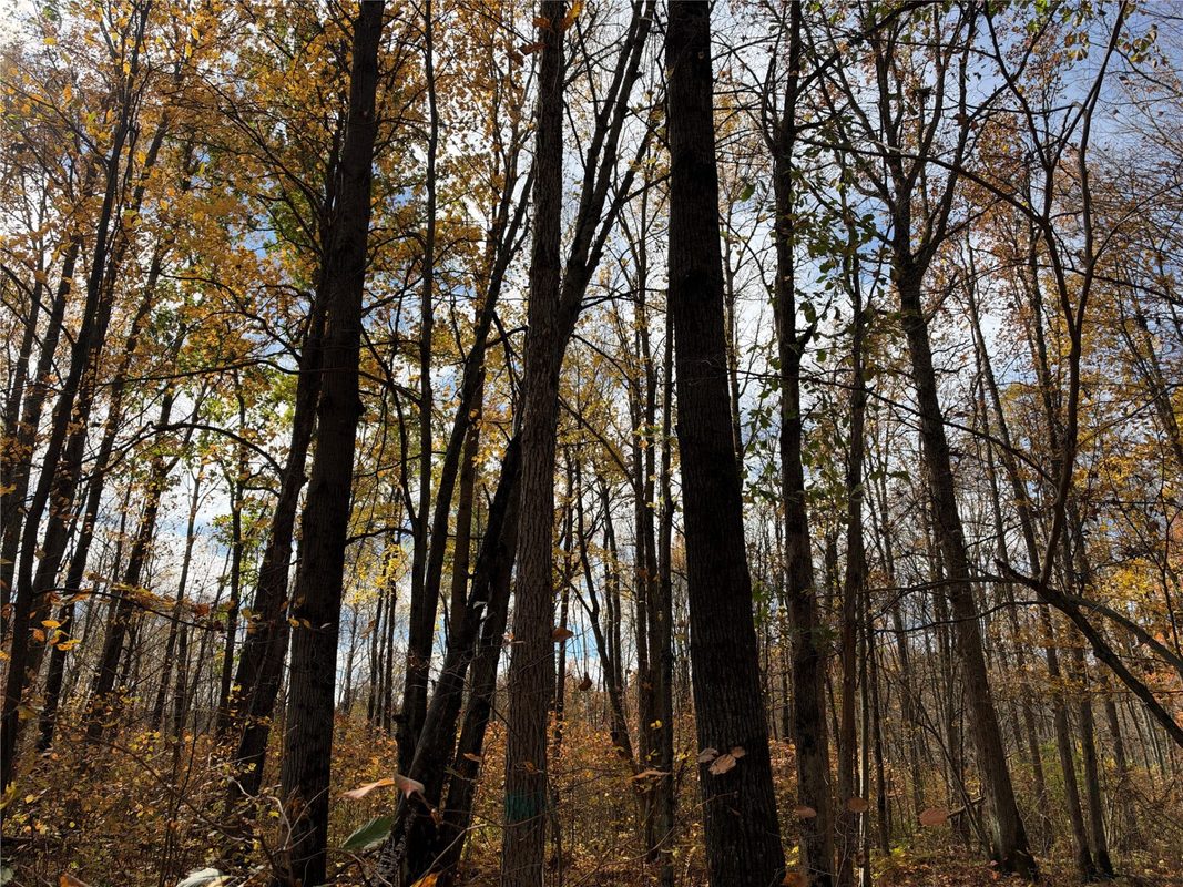OOO RICHFIELD WOOD ROAD, Arpin WI 54410 - Land house for sale - MLS #1605936 - image42
