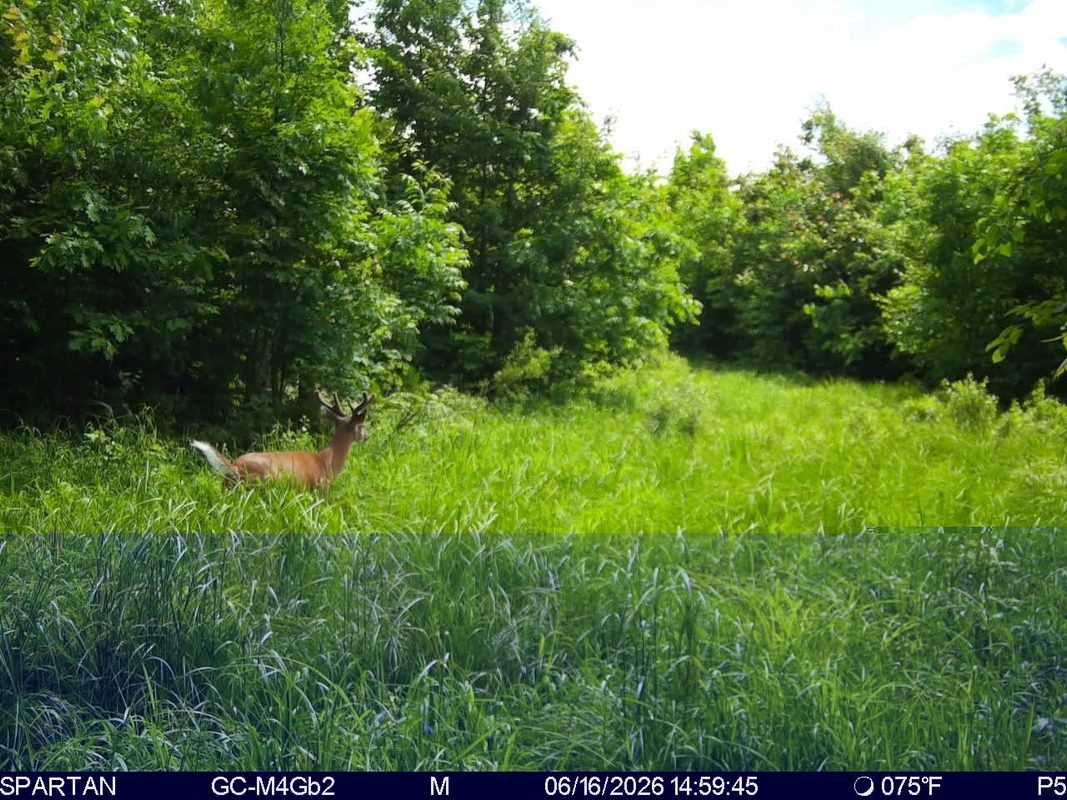 On County Road H, Radisson WI 54867 - Land house for sale - MLS #1603350 - image17