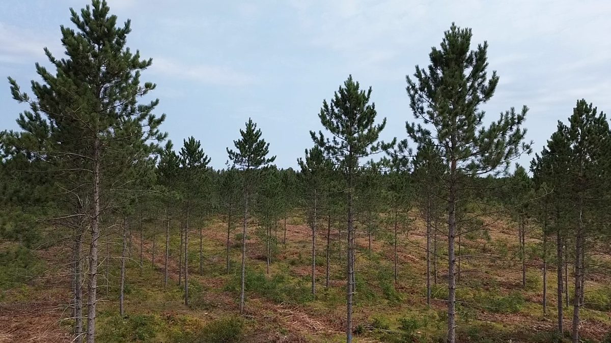 212X Ellison Lake Road, Barnes WI 54873 - Land house for sale - MLS #1604310 - image6