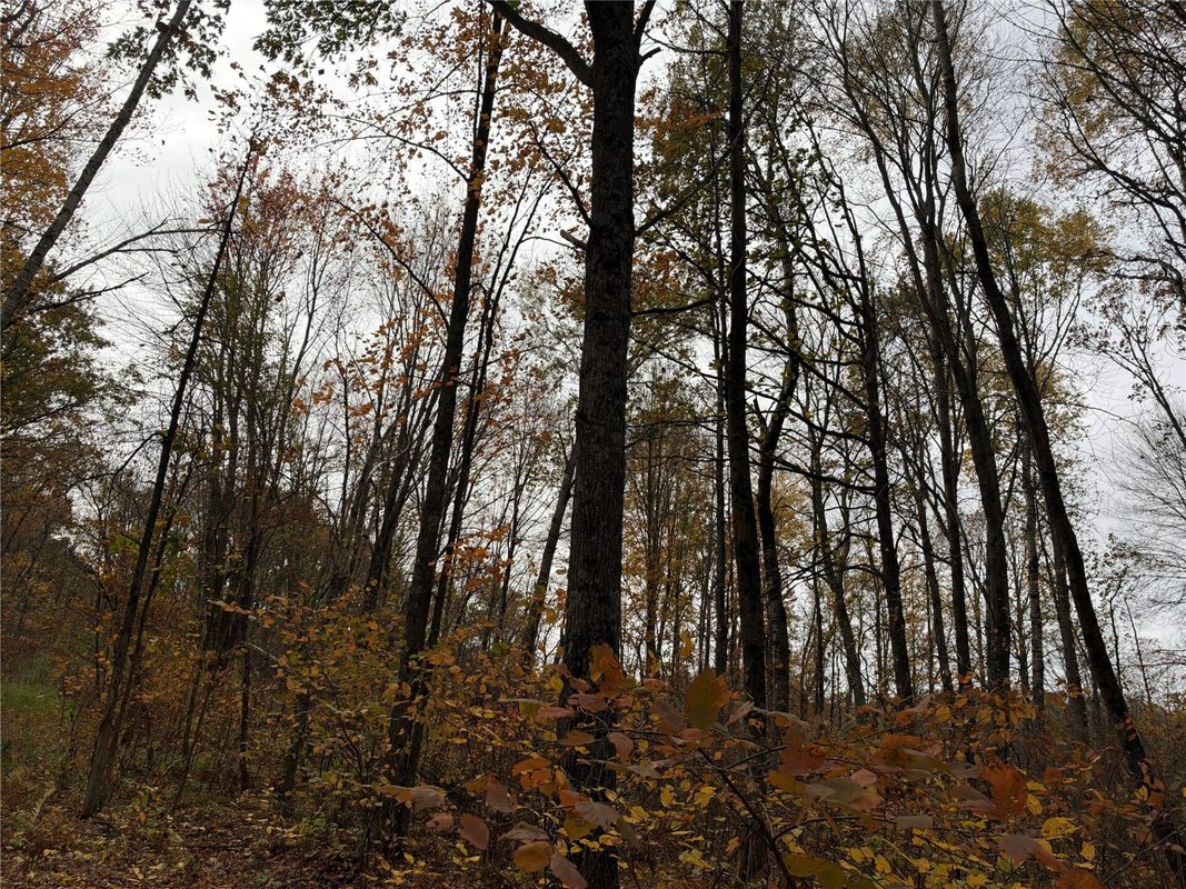 OOO RICHFIELD WOOD ROAD, Arpin WI 54410 - Land house for sale - MLS #1605936 - image28