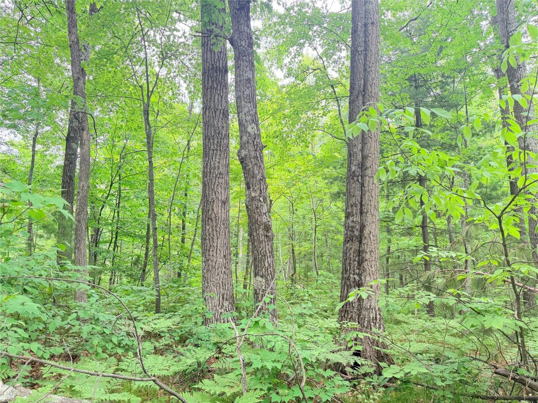 0 Schultz Lane, Stone Lake WI 54876 - Land house for sale - MLS #1601955 - image11
