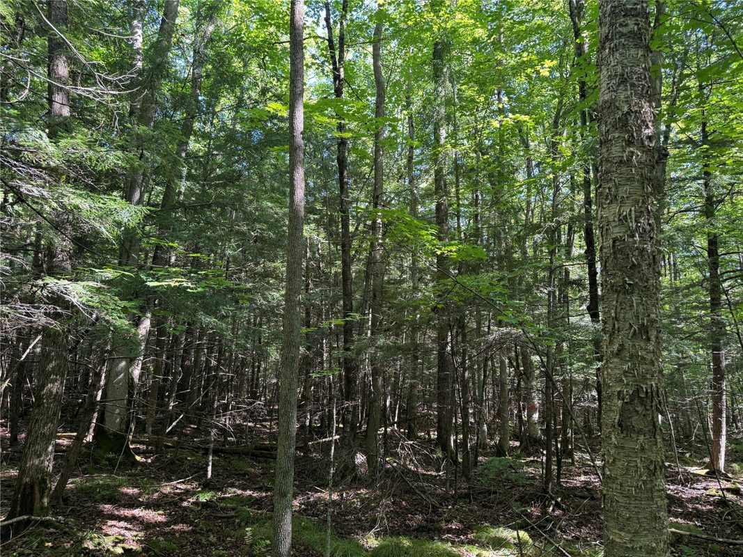 OOO County Road L, Merrill WI 54452 - Land house for sale - MLS #1605059 - image16