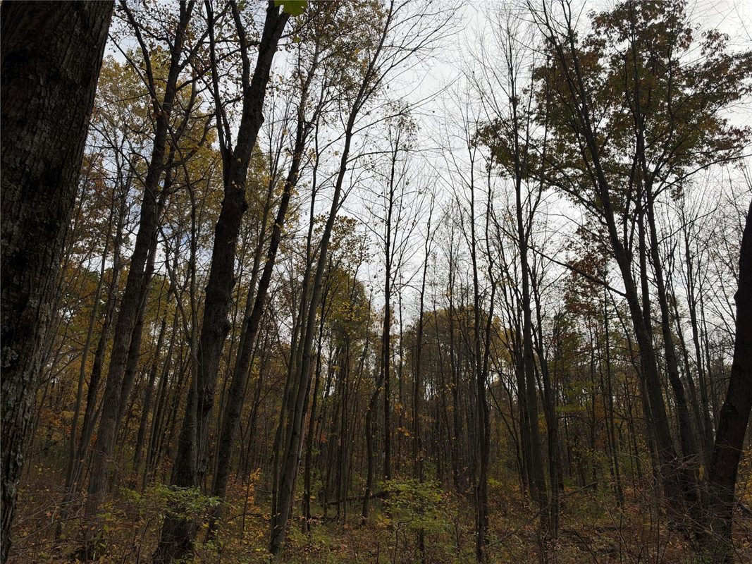 OOO Richfield Wood Road, Arpin WI 54410 - Land house for sale - MLS #1605936 - image40