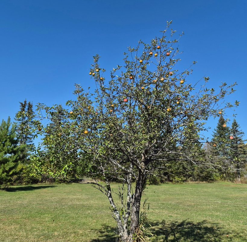 11681 W Bechtel Rd, Radisson WI 54867 - Residential house for sale - MLS #1605840 - image16