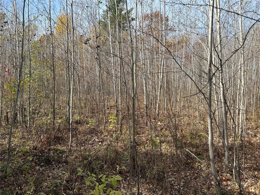 On Sheep Camp Road, Ladysmith WI 54848 - Land house for sale - MLS #1605075 - image10