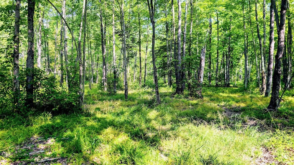W8185 County Road J, Ladysmith WI 54848 - Land house for sale - MLS #1604406 - image33