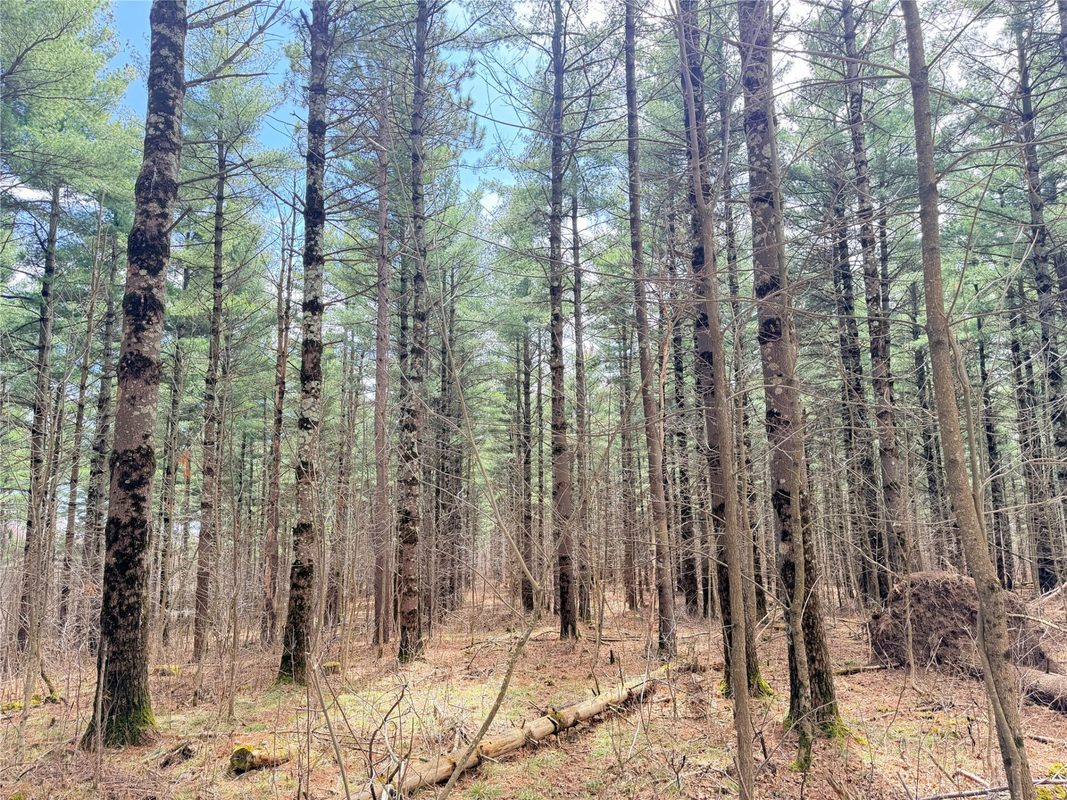 20 Acres Star Lake Road, Rice Lake, WI — photo 7
