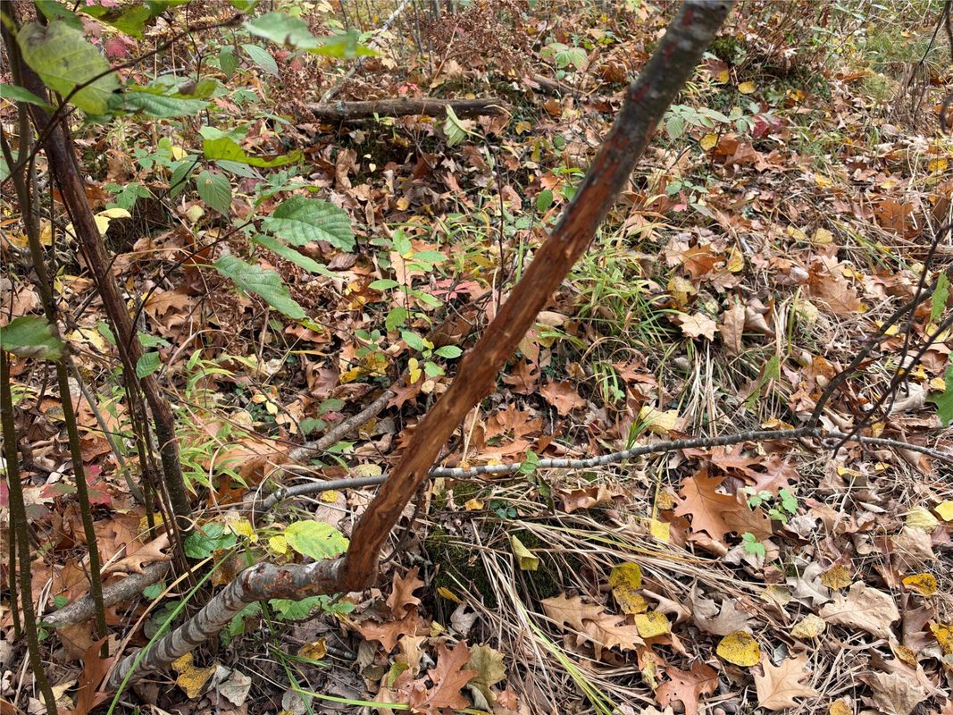 OOO Richfield Wood Road, Arpin WI 54410 - Land house for sale - MLS #1605936 - image31