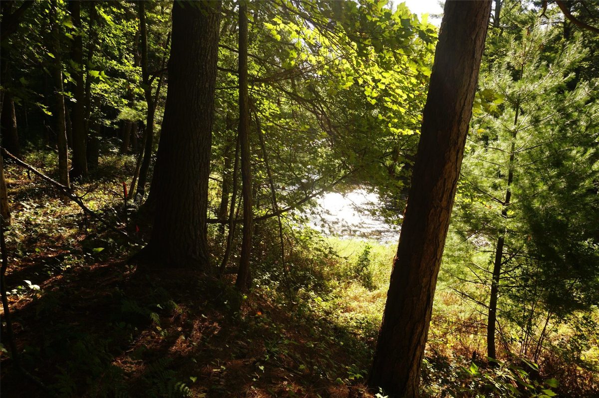 N9105 Flood -- Lot 5 Road, Black River Falls WI 54615 - Land house for sale - MLS #1605206 - image19