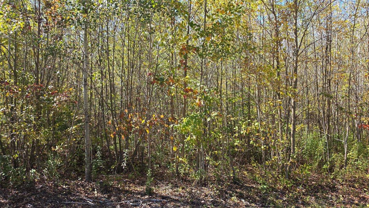 On County HWY W, Winter WI 54896 - Land house for sale - MLS #1605419 - image5