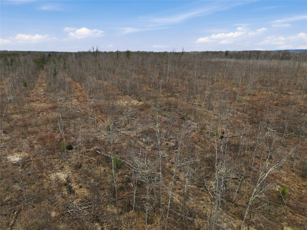 51.54 Acres Along County Road CC, Couderay, WI — photo 8