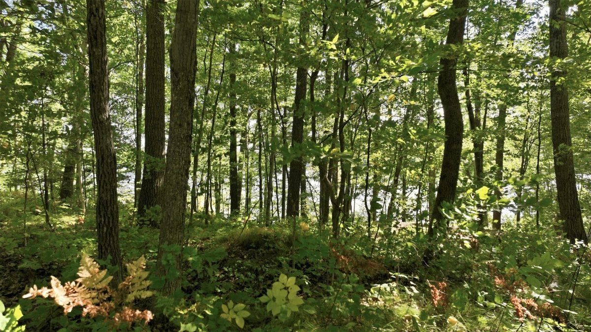 Lot 2 Sugar Bay Road, Chetek WI 54728 - Land house for sale - MLS #1605220 - image9