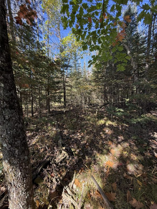 W8794 Moonshine Alley Lot 1, Catawba WI 54515 - Land house for sale - MLS #1605711 - image5