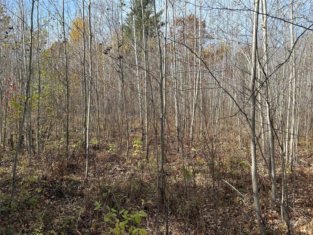 On Sheep Camp Road, Ladysmith WI 54848 - Land house for sale - MLS #1605075 - image9