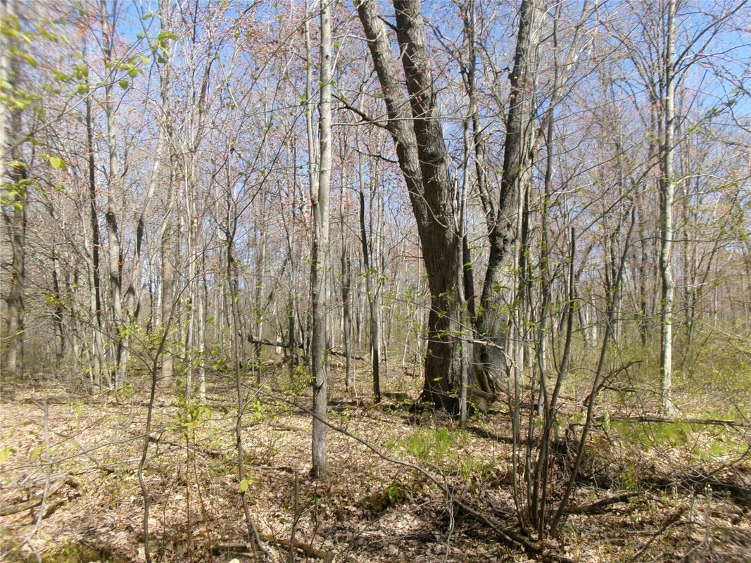 Tax ID 35410 Moody Lake Road, Sarona WI 54870 - Land house for sale - MLS #1601029 - image3