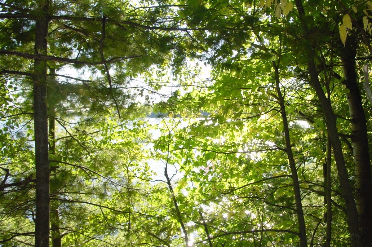 Lot 6 Mae West Road, Ladysmith WI 54848 - Land house for sale - MLS #1605333 - image7