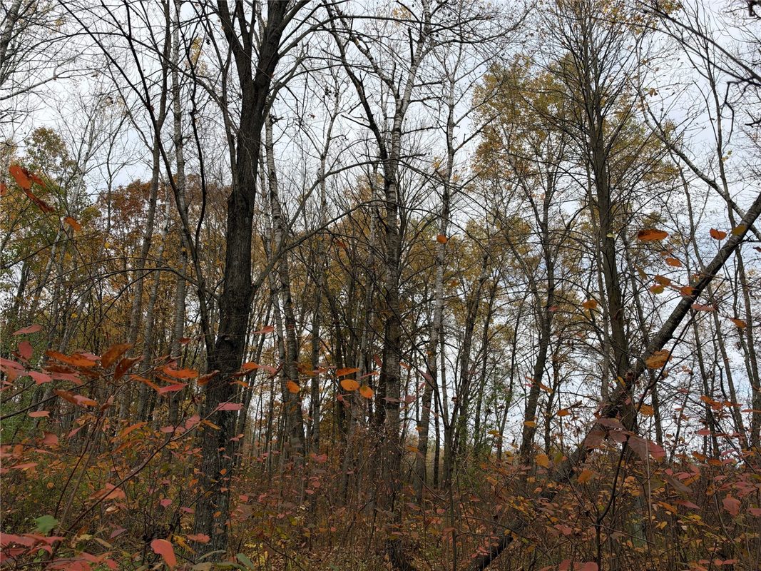 OOO Richfield Wood Road, Arpin WI 54410 - Land house for sale - MLS #1605936 - image24
