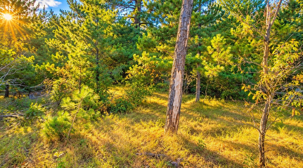 TBD Souix Lane, New Lisbon WI 53950 - Land house for sale - MLS #1605855 - image2