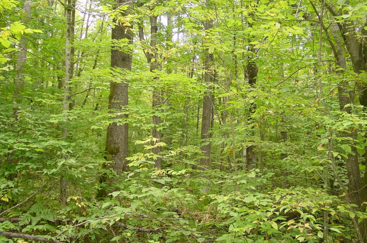 N5391 Hwy. 73, Ingram WI 54526 - Residential house for sale - MLS #1604886 - image35