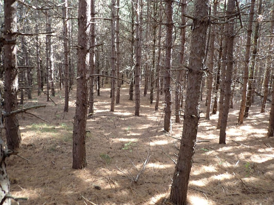70.54 acres 26 1/2 St, Cumberland WI 54829 - Land house for sale - MLS #1605975 - image6