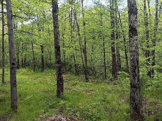 N10095 Woodland Lane Phillips WI 54555