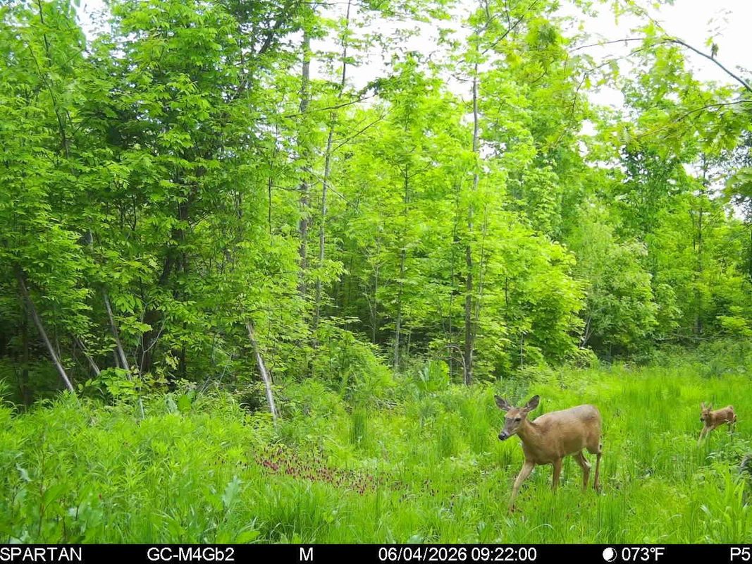On County Road H, Radisson WI 54867 - Land house for sale - MLS #1603350 - image21