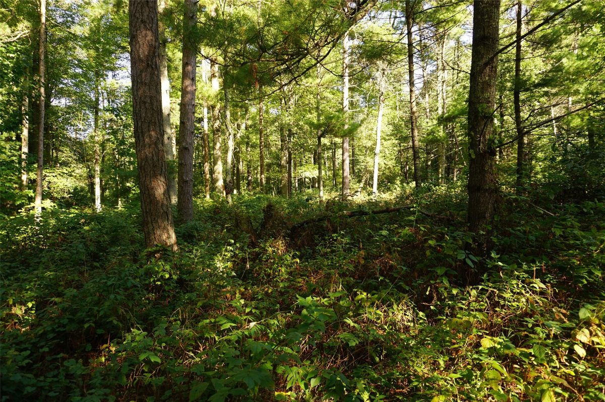 N9105 Flood -- Lot 5 Road, Black River Falls WI 54615 - Land house for sale - MLS #1605206 - image8