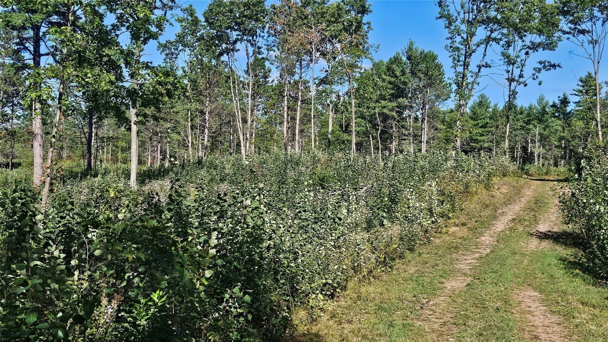 1-7 Larson Road, Hayward WI 54843 - Land house for sale - MLS #1605167 - image13