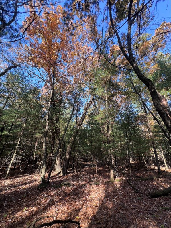 TBD Fish Drive, Grand Marsh WI 53936 - Land house for sale - MLS #1606229 - image16