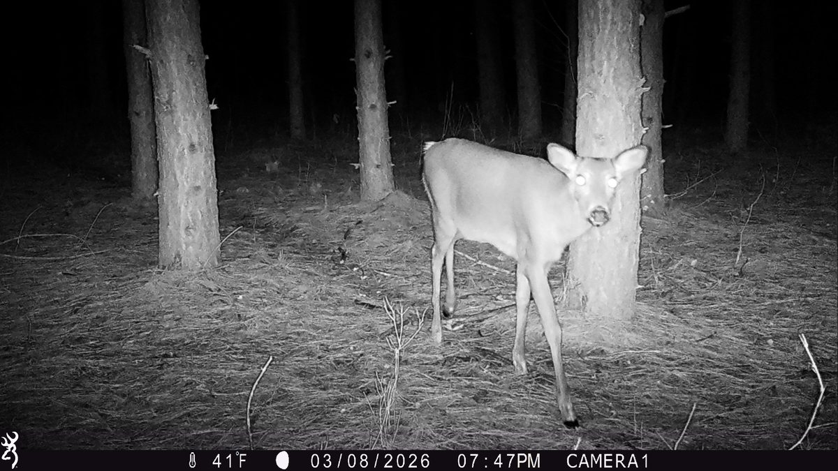 TBD 20 Acres 630th Street Colfax WI 54730 — photo 18