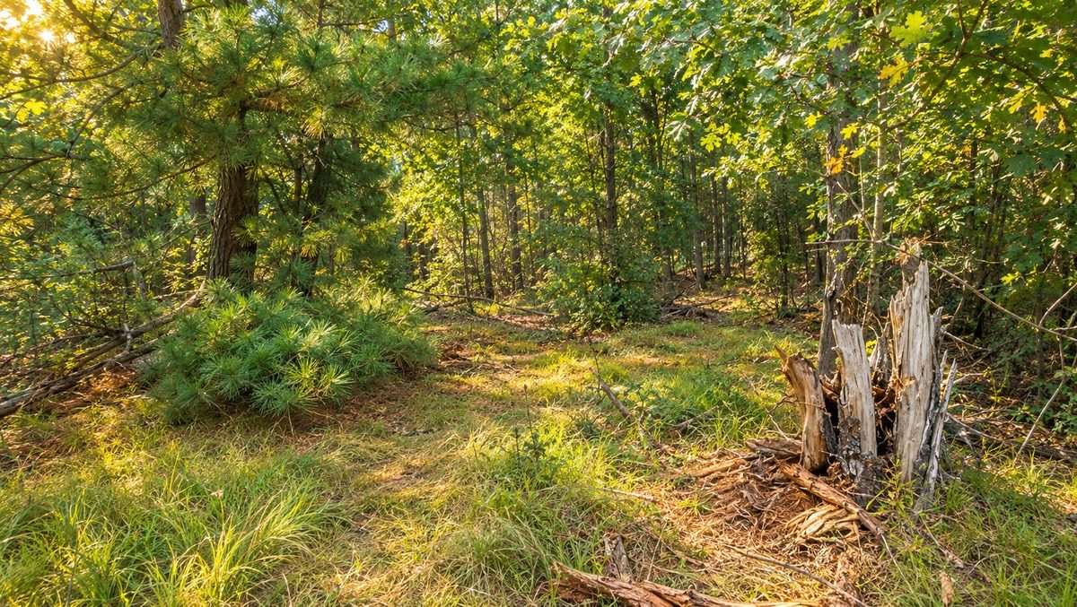 TBD Souix Lane, New Lisbon WI 53950 - Land house for sale - MLS #1605855 - image14
