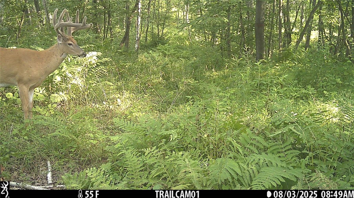 TBD 10 Acres Antler Lake Drive Milltown WI 54858 — photo 18