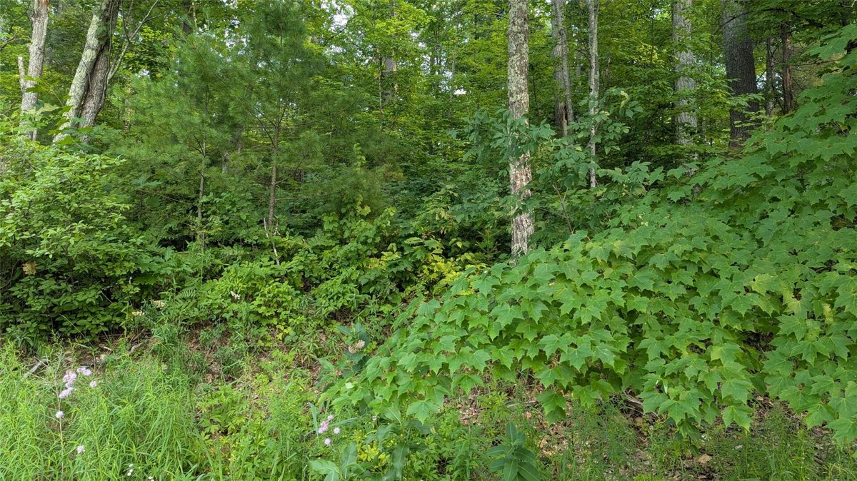 Lot 4 County Highway CC, Couderay WI 54828 - Land house for sale - MLS #1603366 - image6