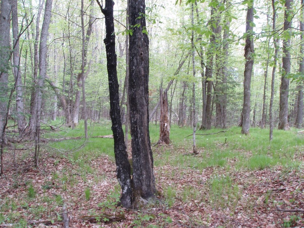 W9002 Moonshine Alley, Catawba WI 54514 - Residential house for sale - MLS #1601811 - image34