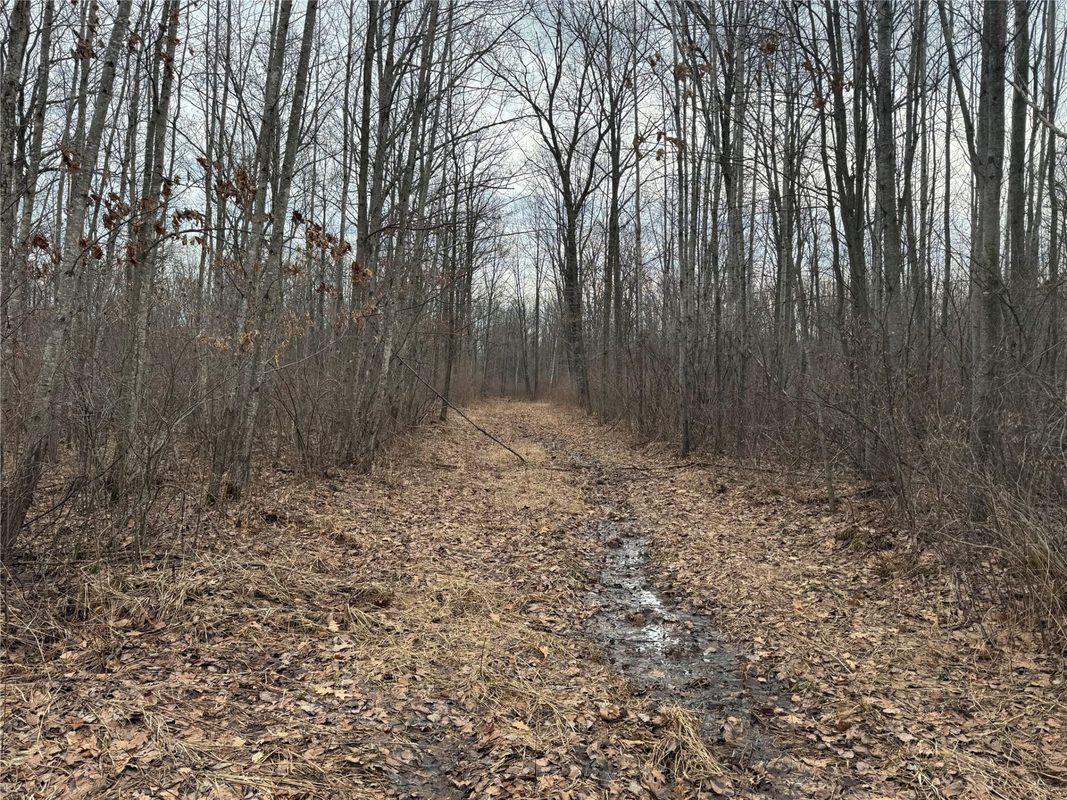 OOO MAPLE Granton WI 54436 — photo 3