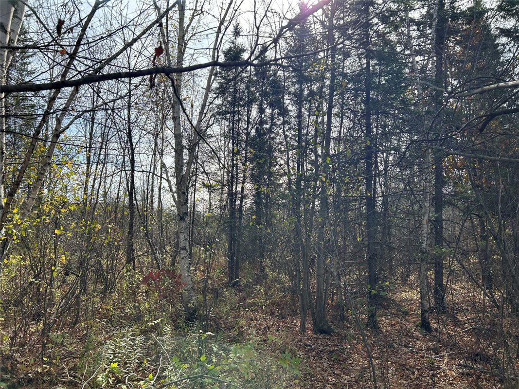 On Sheep Camp Road, Ladysmith WI 54848 - Land house for sale - MLS #1605075 - image6