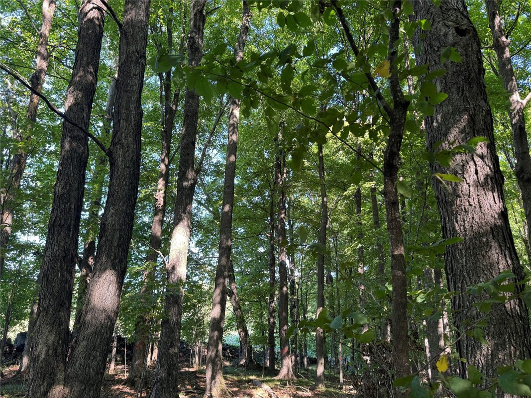 OOO County Road L, Merrill WI 54452 - Land house for sale - MLS #1605059 - image8