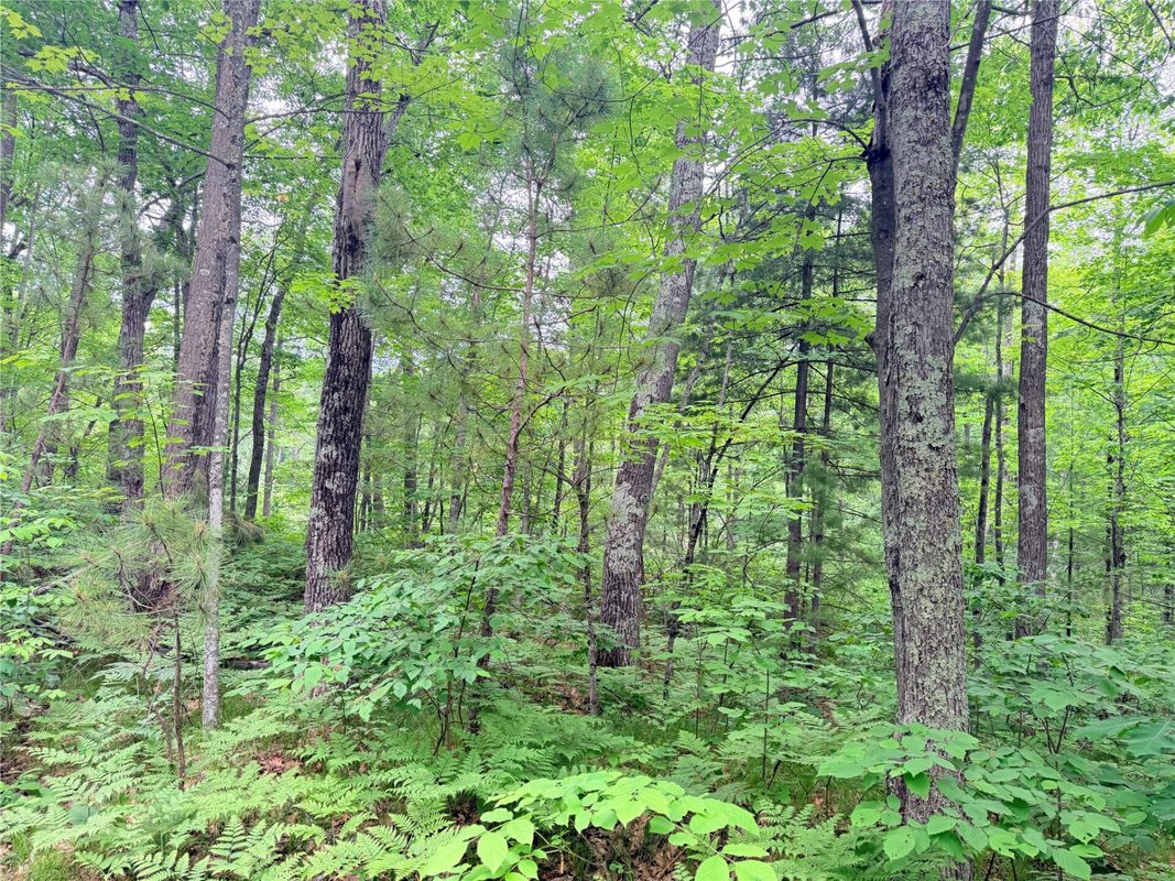 0 Schultz Lane, Stone Lake WI 54876 - Land house for sale - MLS #1601955 - image13