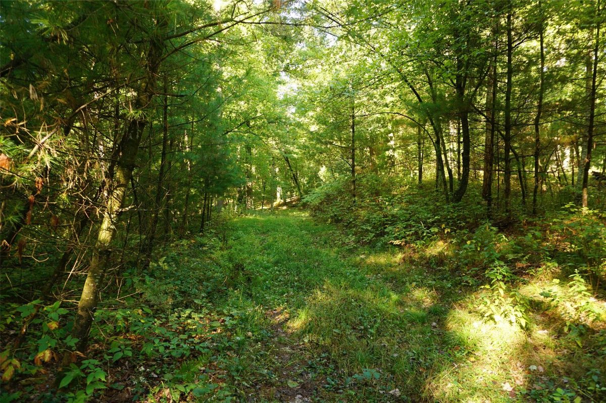 N9105 Flood -- Lot 5 Road, Black River Falls WI 54615 - Land house for sale - MLS #1605206 - image11