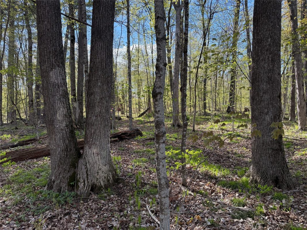 W2373 Blackhawk Road, Sarona WI 54870 - Land house for sale - MLS #1601195 - image11