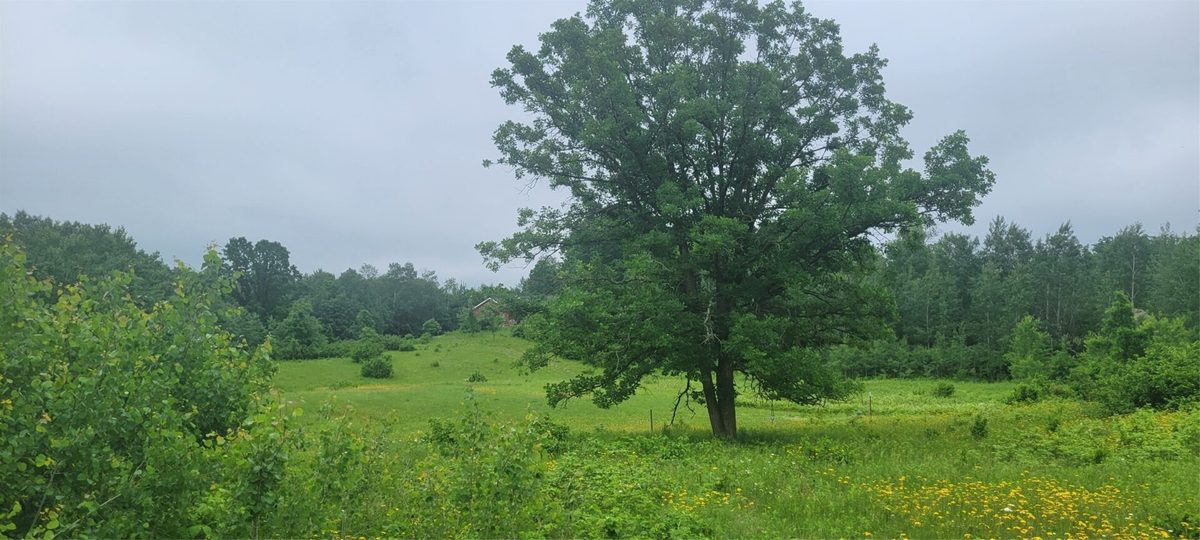 11116 Blackberry Road, Trego WI 54888 - Land house for sale - MLS #1601881 - image4
